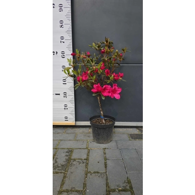 Azalia japońska na pniu Albiflorum Czerwona